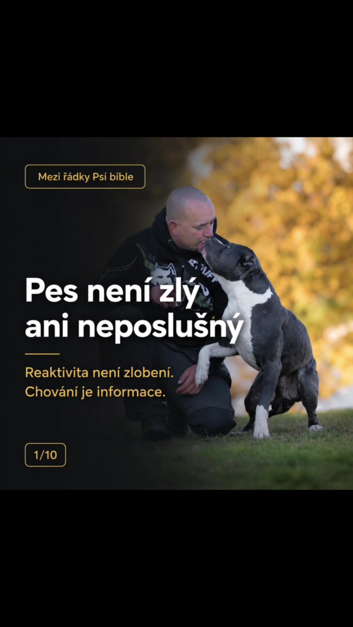 Mezi řádky Psí bible: pes není zlý ani neposlušný