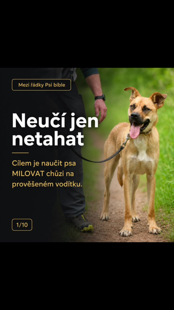 Mezi řádky Psí bible: chůze na prověšeném vodítku